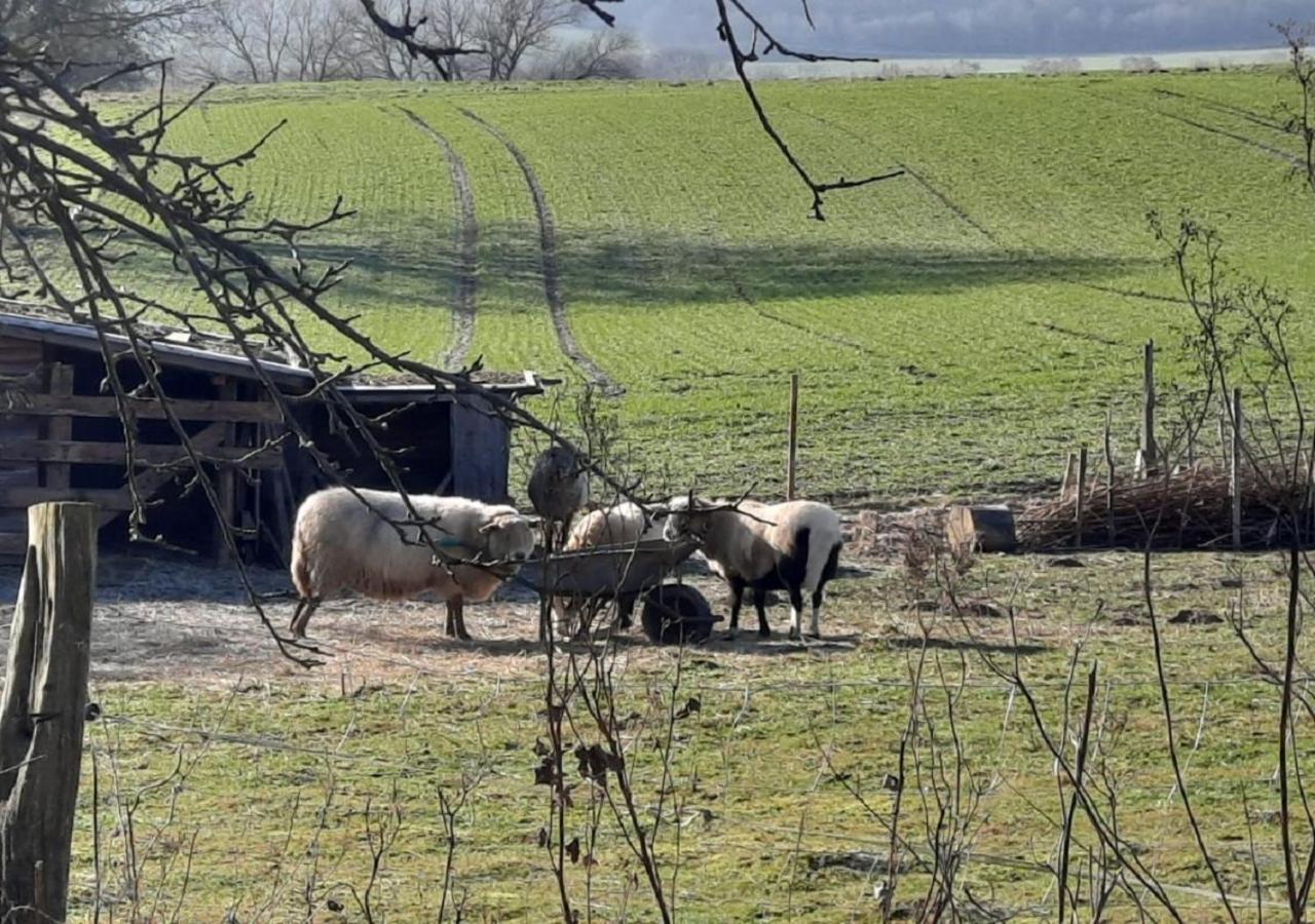 Exklusive Naturoase Direkt Am Ars Natura Wanderweg Mit Panoramablick Auf Melsungen Apartment Bagian luar foto